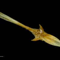 photo of Atlantic mackerel parasphenoid dorsal view