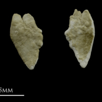 photo of Grayling otolith(s) detail view