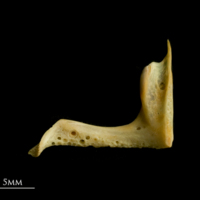 photo of Red seabream premaxilla medial view