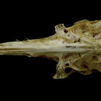 photo of European conger parasphenoid basioccipital complex ventral view