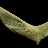 photo of European hake cleithrum lateral view