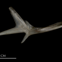 photo of Sea scorpion preopercular medial view