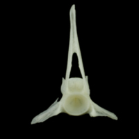 photo of Poor cod precaudal vertebra anterior view