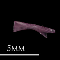 photo of Dragonet ceratohyal medial view