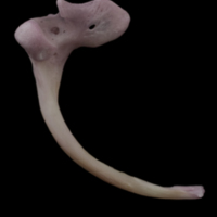 photo of Common sole maxilla medial view