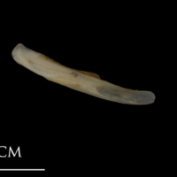 photo of Shore rockling supracleithrum medial view