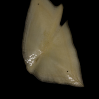 photo of Sturgeon scute medial view