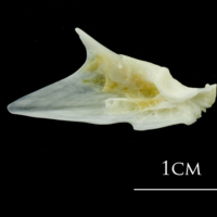 photo of European plaice articular medial view