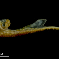 photo of Grey gurnard premaxilla lateral view