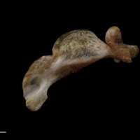 photo of Red seabream maxilla medial view