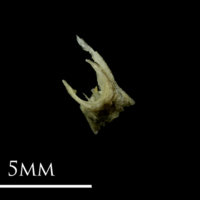 photo of Three-spined stickleback for assessment lateral view