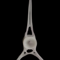 photo of Parrot fish precaudal vertebra anterior view