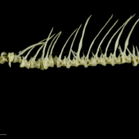 photo of Roach precaudal vertebra lateral view