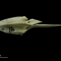 photo of Mediterranean moray vomer dorsal view