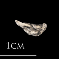 photo of Atlantic herring premaxilla medial view