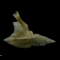 photo of Red gurnard posttemporal medial view