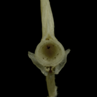 photo of Common pandora ultimate vertebra anterior view