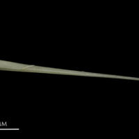 photo of Common pandora spine dorsal view
