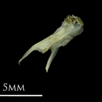 photo of Small sandeel posttemporal medial view
