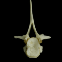 photo of Grey Triggerfish first vertebra anterior view