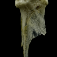 photo of Common pandora hyomandibular medial view