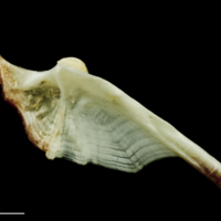 photo of Freshwater bream hyomandibular lateral view
