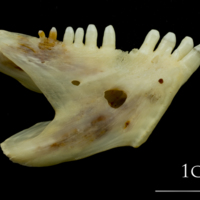 photo of Ballan wrasse dentary medial view