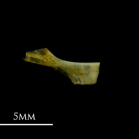 photo of Bullhead ceratohyal lateral view