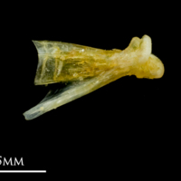 photo of Common sole quadrate medial view