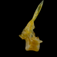 photo of Grey gurnard precaudal vertebra lateral view