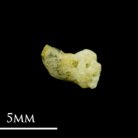 photo of Common sole for assessment dorsal view