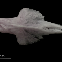 photo of Parrot fish vomer dorsal view