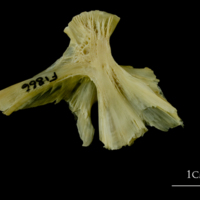 photo of Atlantic cod hyomandibular medial view