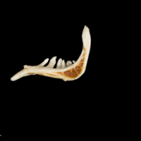 photo of Barbel pharyngeal ventral view