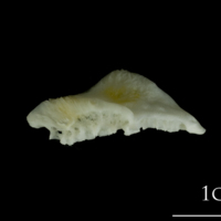 photo of European plaice pharyngeal ventral view