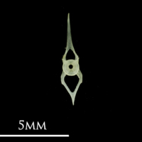 photo of Butterfish caudal vertebra posterior view