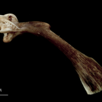 photo of Atlantic halibut maxilla lateral view