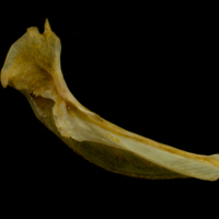photo of Thinlip grey mullet  cleithrum medial view