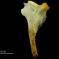 photo of Atlantic mackerel hyomandibular medial view