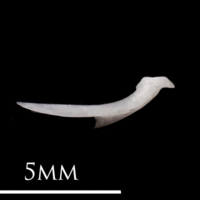 photo of European eel posttemporal medial view