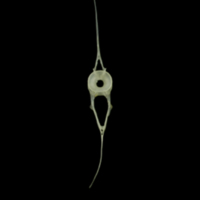 photo of European anchovy precaudal vertebra anterior view