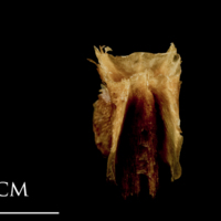 photo of Catfish basioccipital posterior view