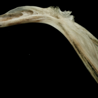 photo of Atlantic halibut cleithrum medial view