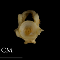 photo of Shore rockling precaudal vertebra anterior view