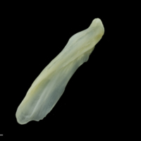 photo of European seabass supracleithrum lateral view