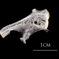 photo of Atlantic herring hyomandibular medial view