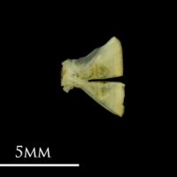 photo of Bullhead ultimate vertebra lateral view