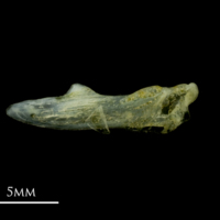 photo of Scad supracleithrum lateral view