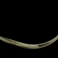 photo of Brill anal pterygiophore lateral view