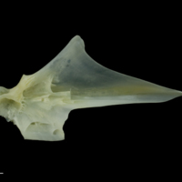 photo of European seabass articular medial view